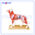 PNT-AM44 Hund Akupunktur Modell Tier Anatomie Modell